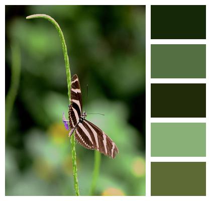 Butterfly Insect Zebra Longwing Butterfly Image